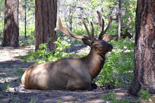 Elk in the Forest, Route 64