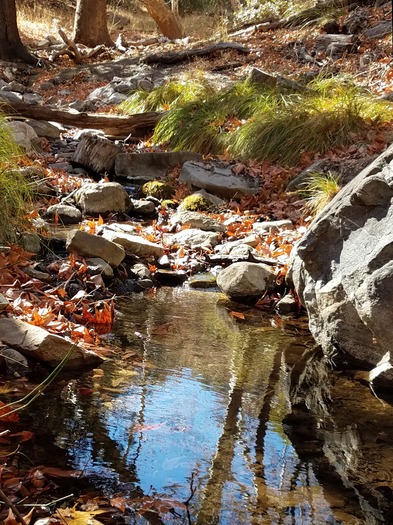 Ramsey Creek Gold Light