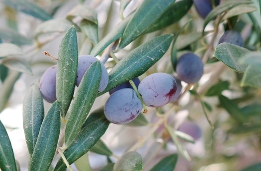 Queen Creek Olive Mill olives, Christina Barrueta