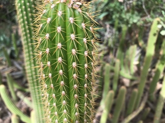 Desert Botanical Garden