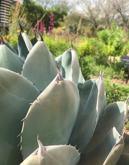 Desert Botanical Garden