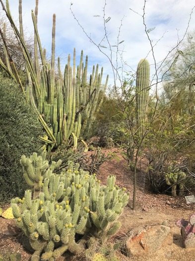 Desert Botanical Garden