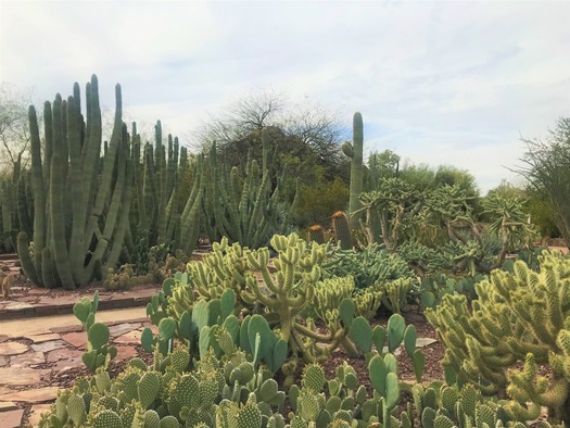 Desert Botanical Garden