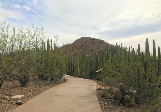 Desert Botanical Garden