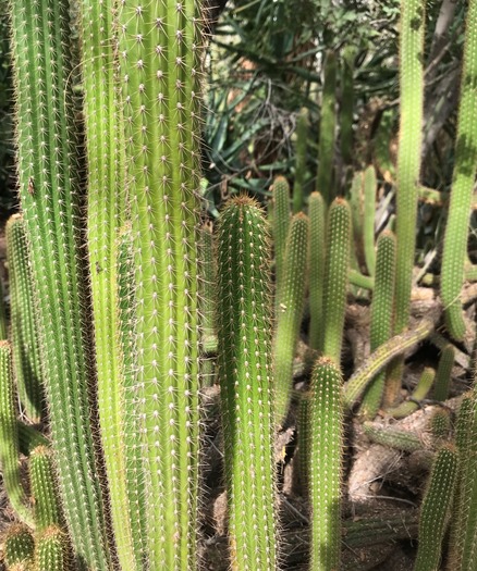 Desert Botanical Garden