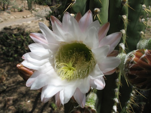 Cactus Flower