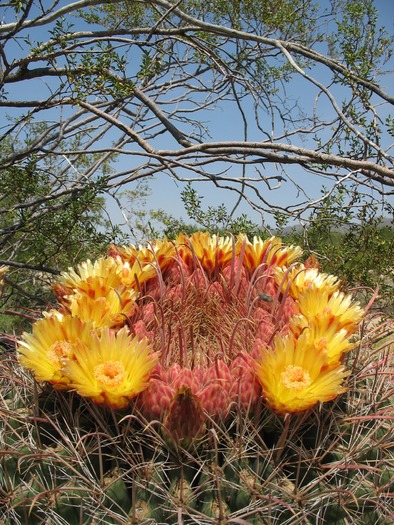 Cactus Bloom