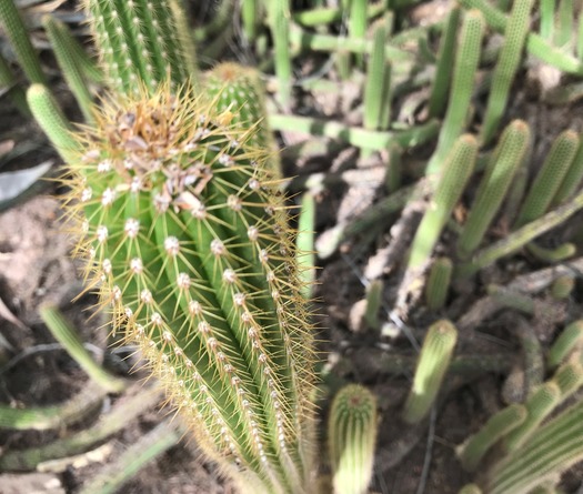 Desert Botanical Garden