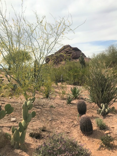 Desert Botanical Garden