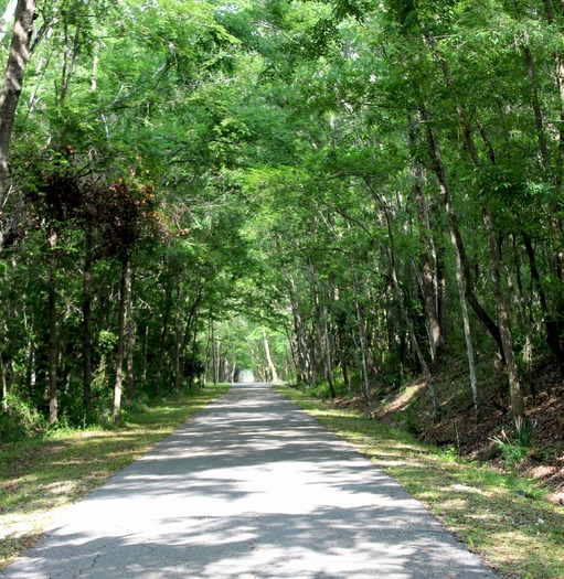 GNT Canopy Trail square