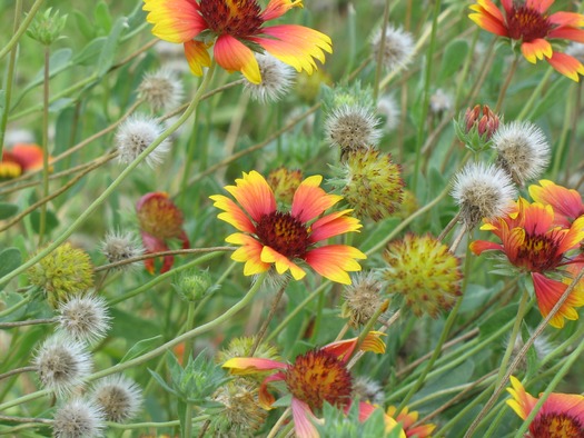 Wild Flowers