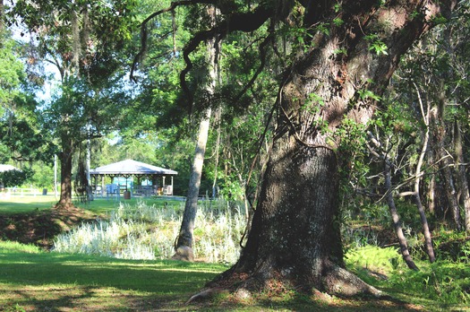 GNT Trailhead Gazebo from tree