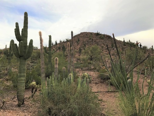 Desert Botanical Garden