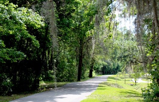 GNT Trail spanish moss