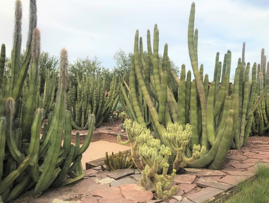 Desert Botanical Garden