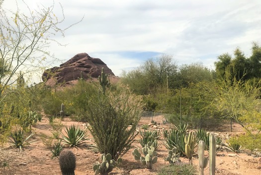 Desert Botanical Garden