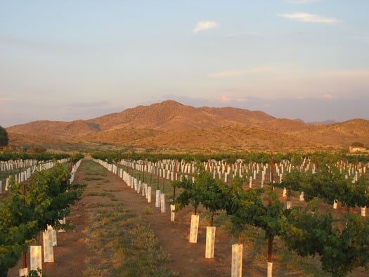 Coronado Vineyard, Willcox