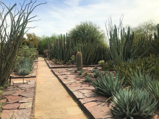 Desert Botanical Garden