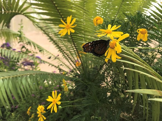 Desert Botanical Garden