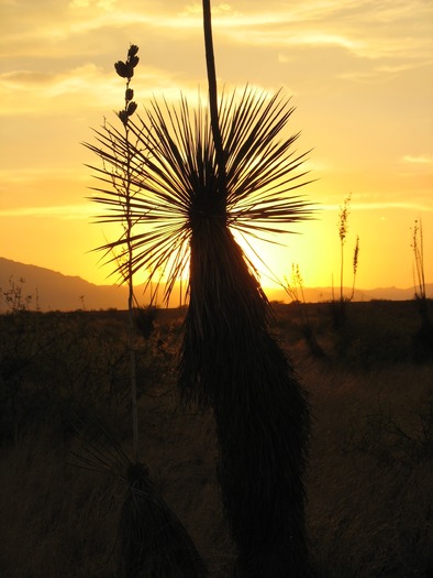 Yucca Cochise County