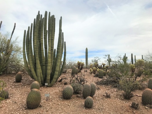 Desert Botanical Garden