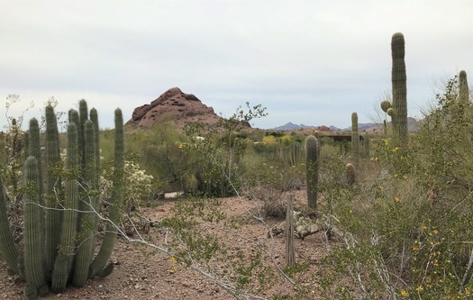 Desert Botanical Garden