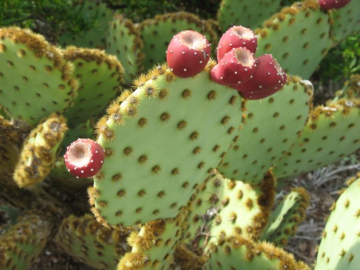 Prickly Pear Cactus