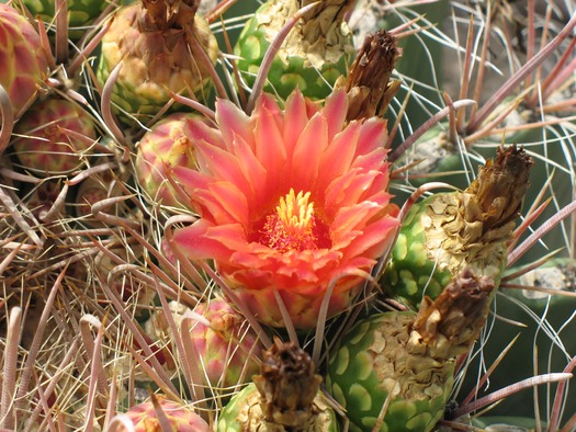 Cactus Flower