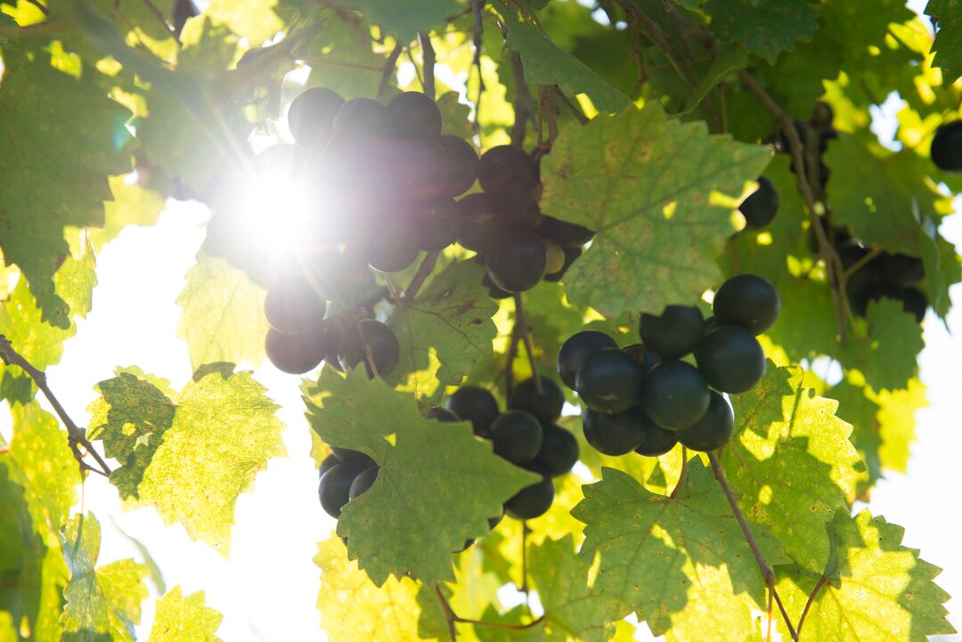 Manasota Vineyards