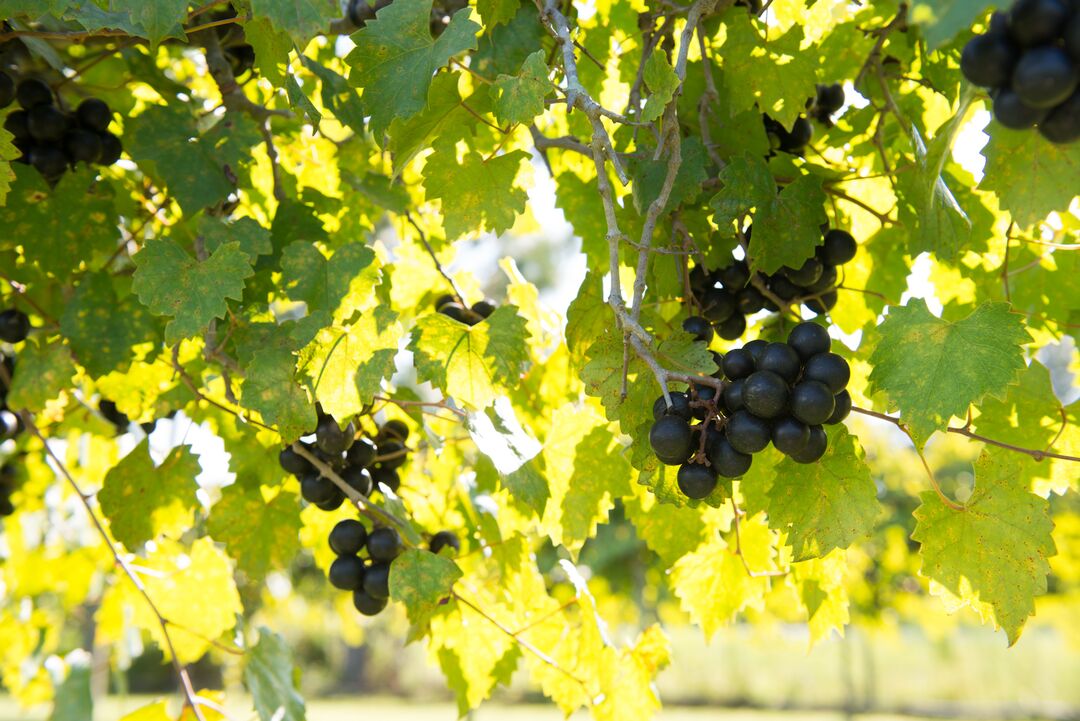 Manasota Vineyards