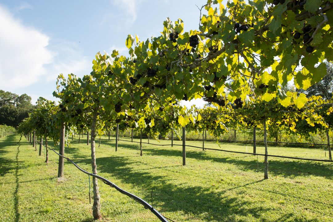 Manasota Vineyards