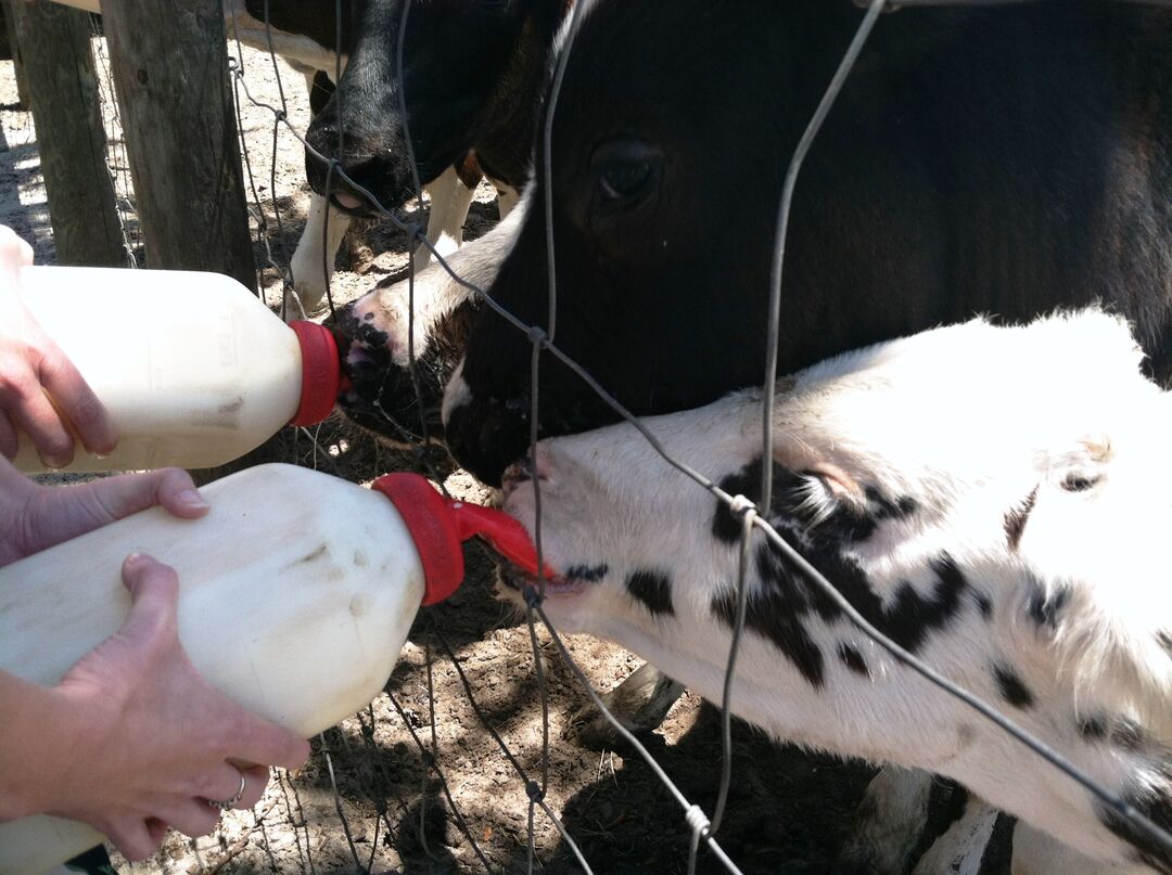 Dakin Dairy Farm