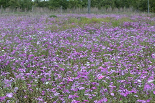 Wildflowers