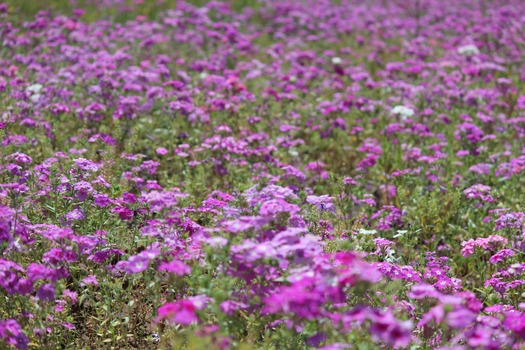 Wildflowers