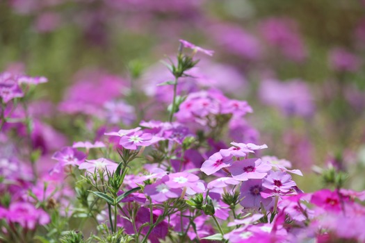 Wildflowers