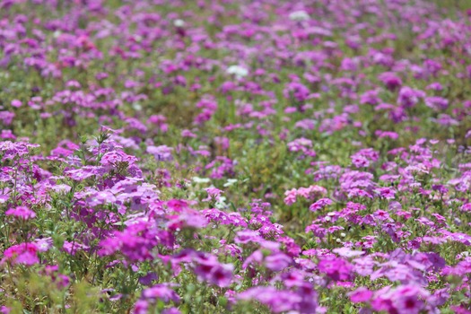 Wildflowers