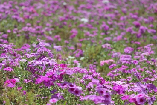 Wildflowers