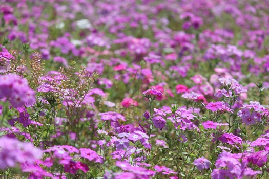 Wildflowers