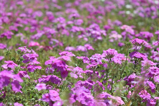 Wildflowers