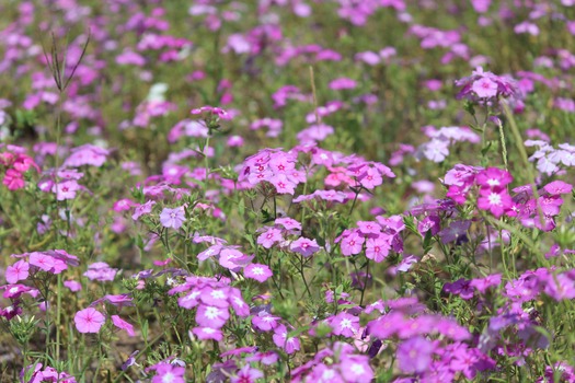 Wildflowers