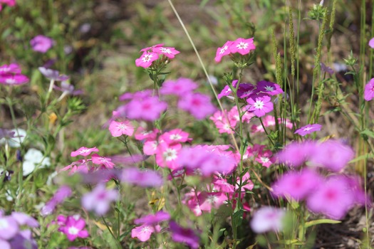 Wildflowers