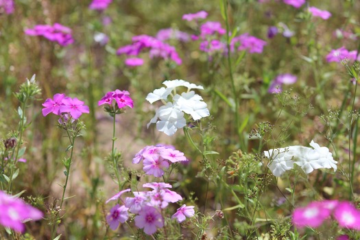 Wildflowers