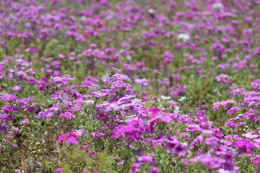 Wildflowers