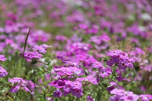 Wildflowers