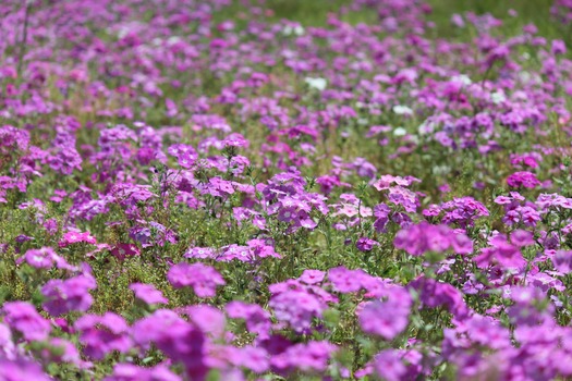 Wildflowers