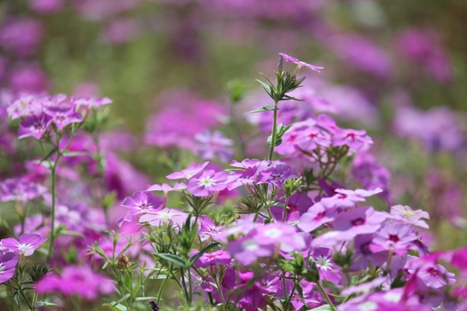 Wildflowers