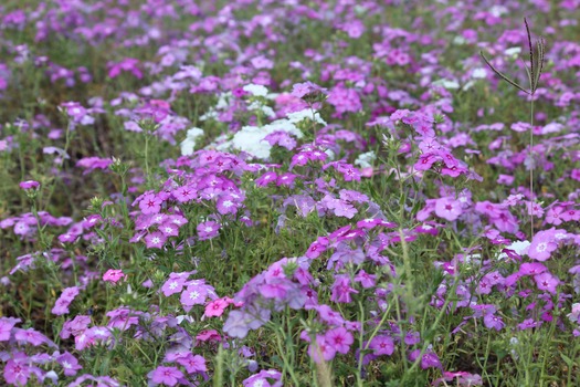 Wildflowers