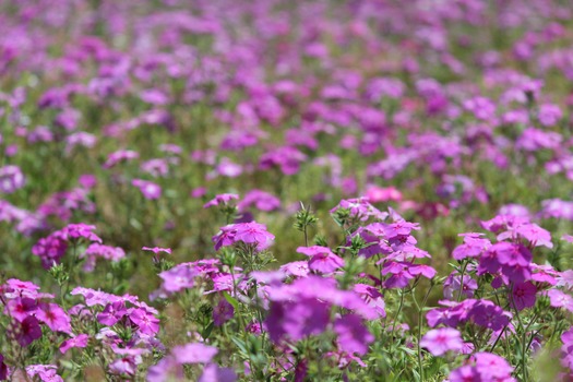 Wildflowers