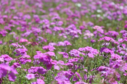 Wildflowers