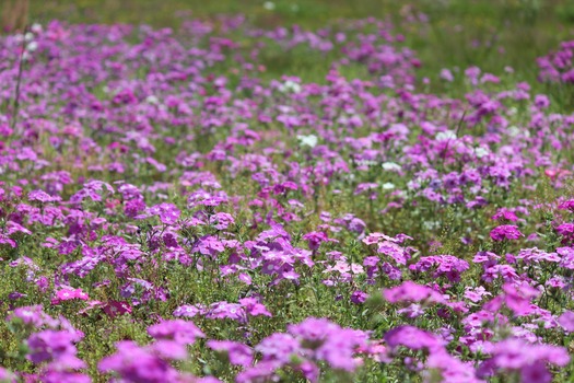 Wildflowers